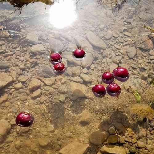  دلم به دنبال تو شد دربه در هرجا که میری